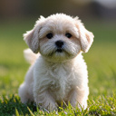 le monde du caniche miniature